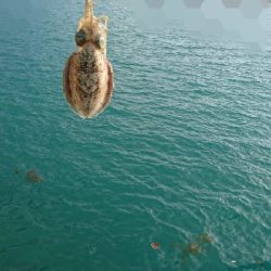 エギング釣行その４６